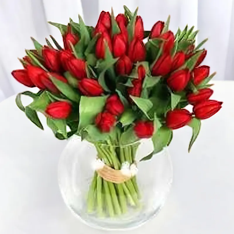 Pure red tulips